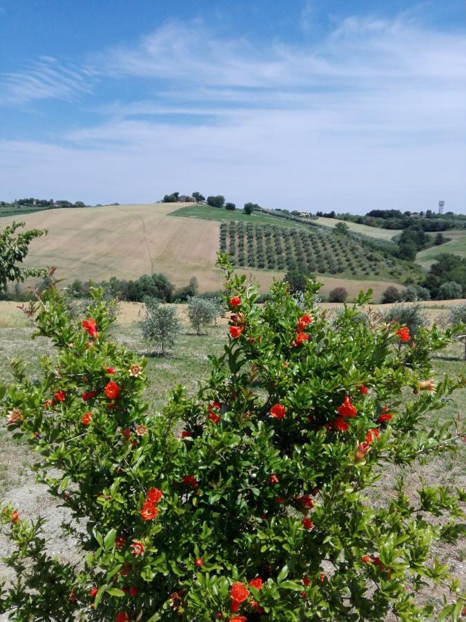 Il Giardino Nella Valle Belvedere Ostrense Buitenkant foto