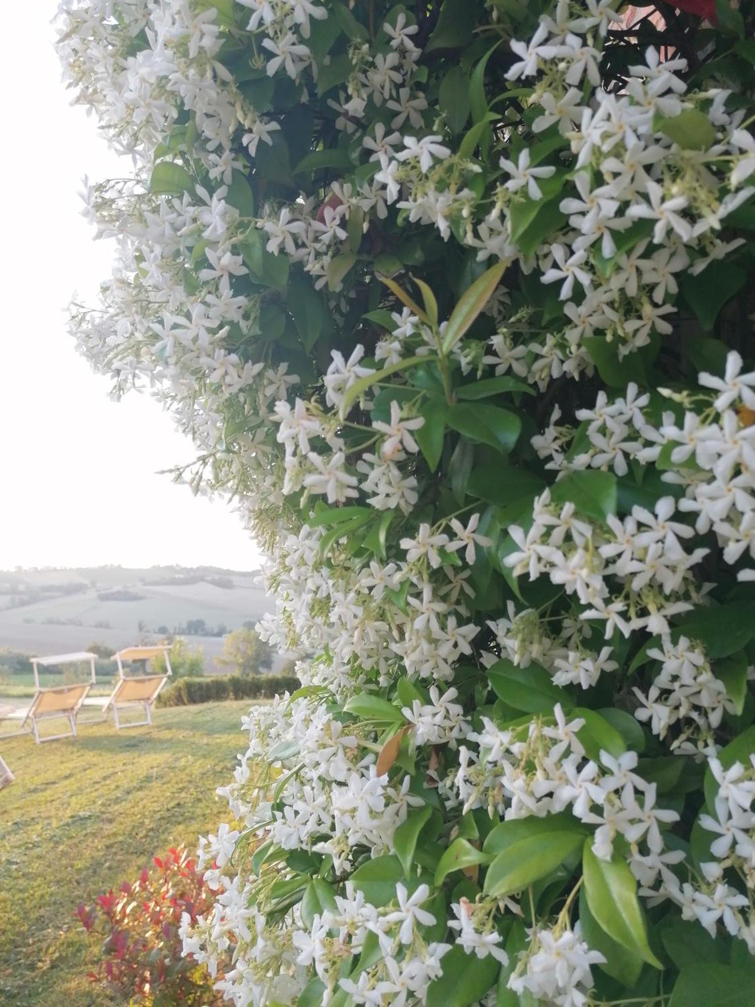 Il Giardino Nella Valle Belvedere Ostrense Buitenkant foto